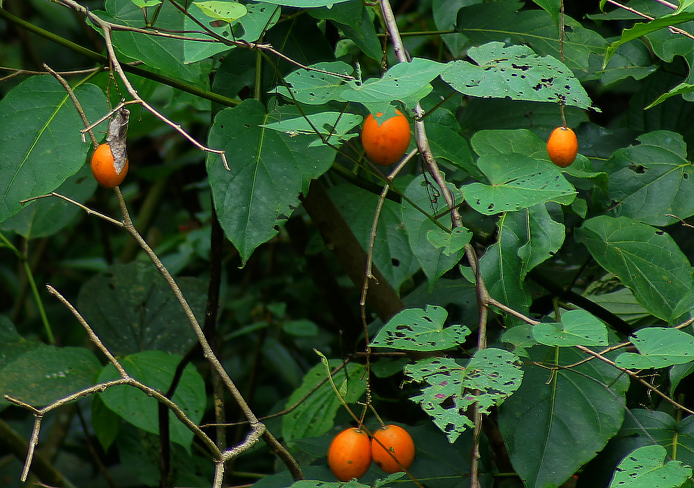naranjilla
